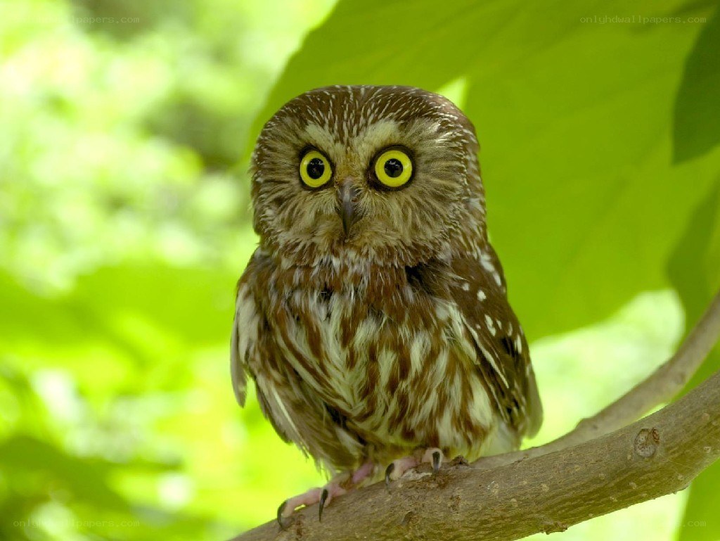 owl on a tree branch