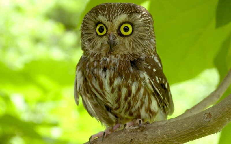 owl on a tree branch