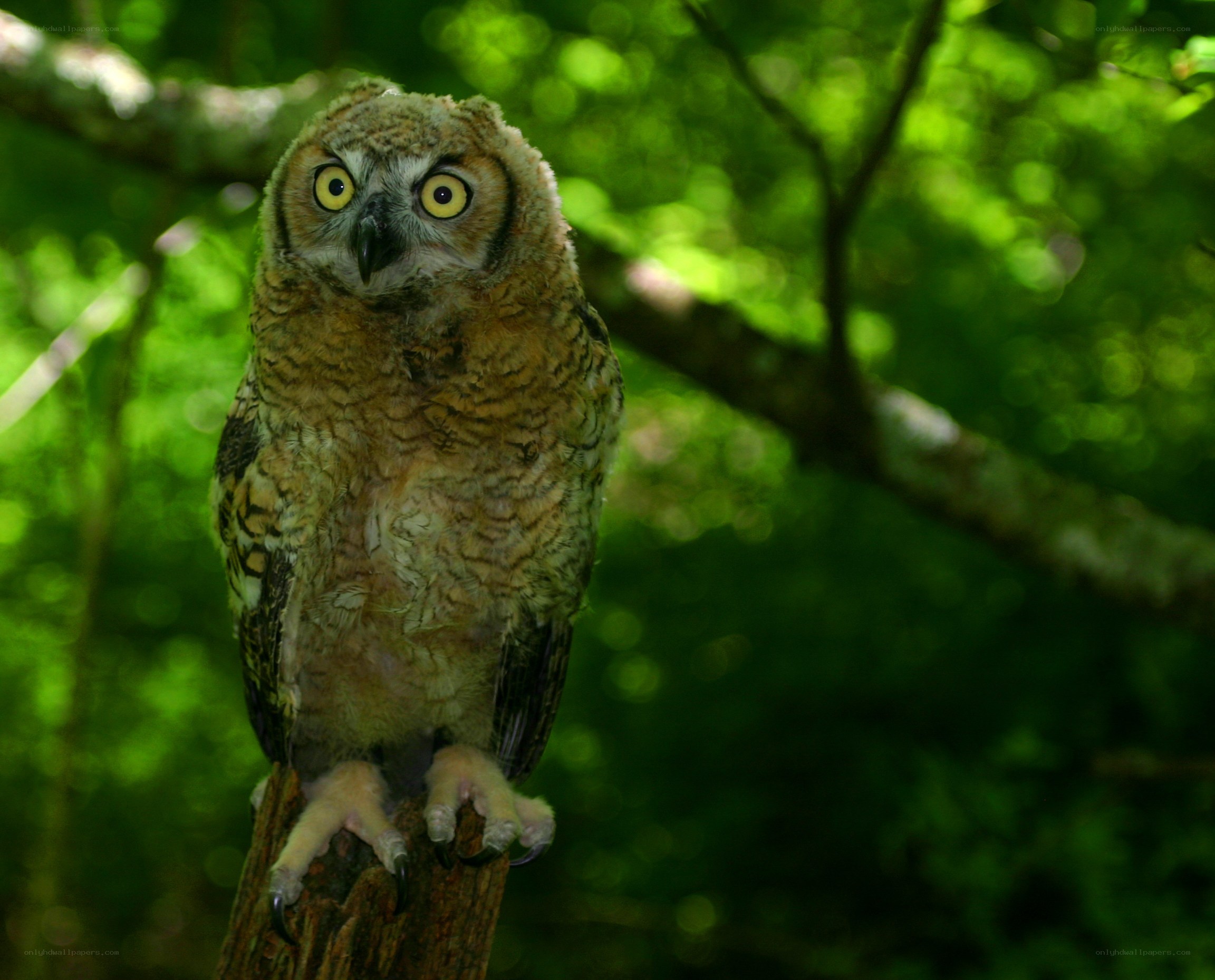 Owl on a tree branch