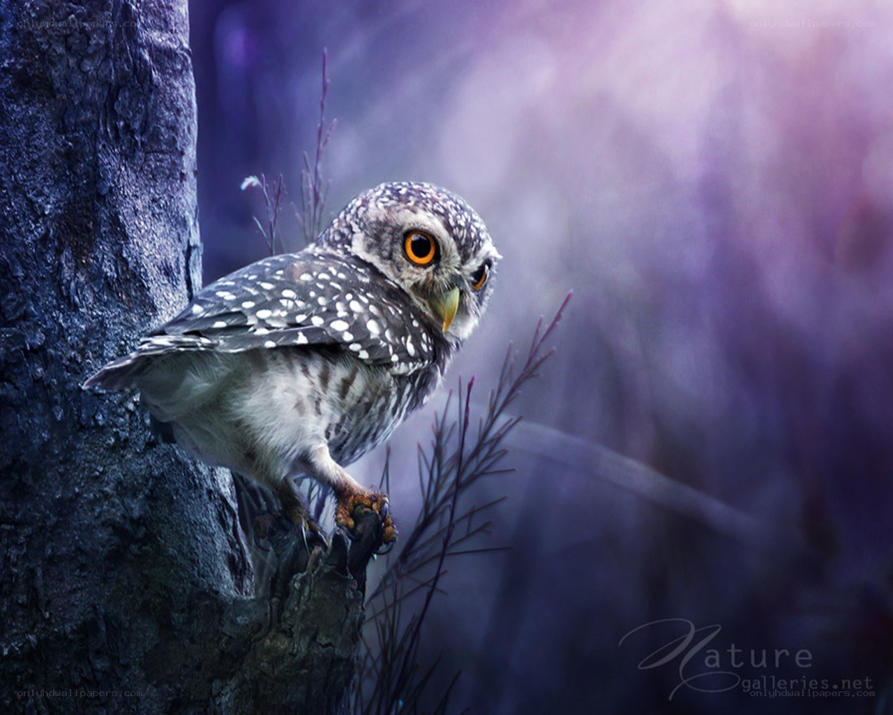 Owl on a tree branch