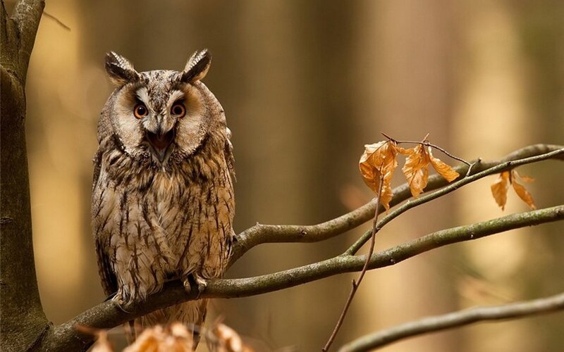 Owl on a tree branch