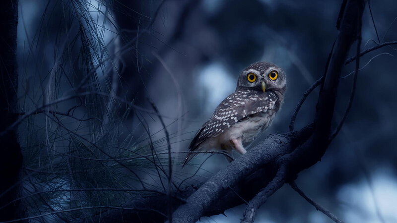 Owl on a Tree Branch — Blue, Dark