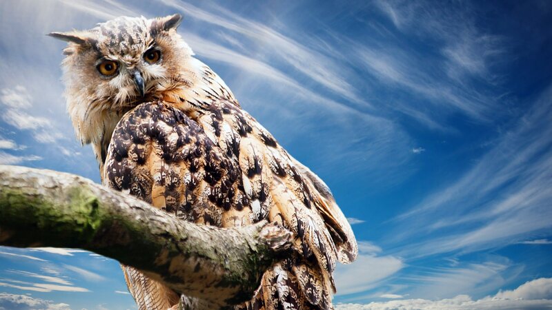 Owl on a Tree Branch — Blue, Dramatic