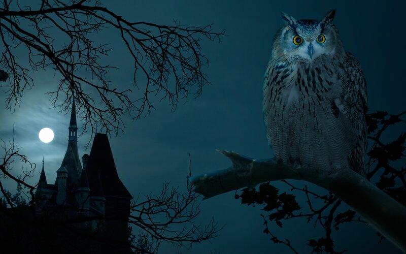 Owl on a Tree Branch — Blue, Mysterious, Night, Photograph