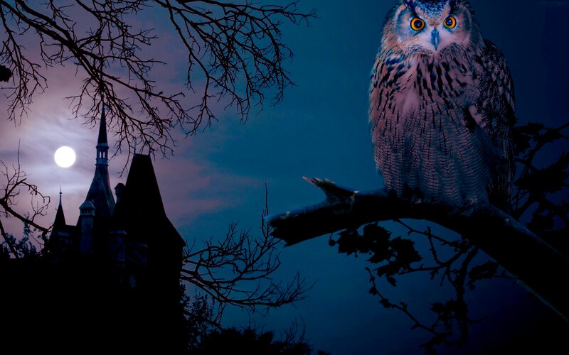 Owl on a Tree Branch — Blue, Mysterious, Night