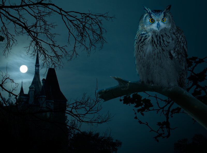 Owl on a Tree Branch — Blue, Mysterious