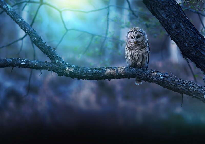 Owl on a Tree Branch — Blue, Serene
