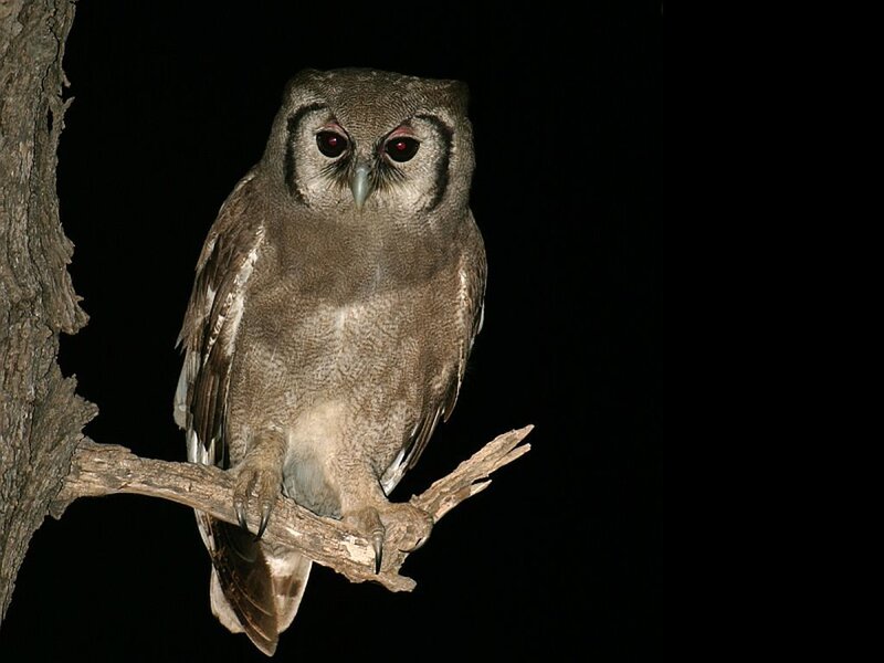 Owl on a Tree Branch — Brown