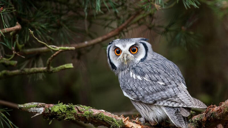 Owl on a Tree Branch — Gray, Calm