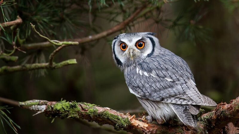 Owl on a Tree Branch — Gray