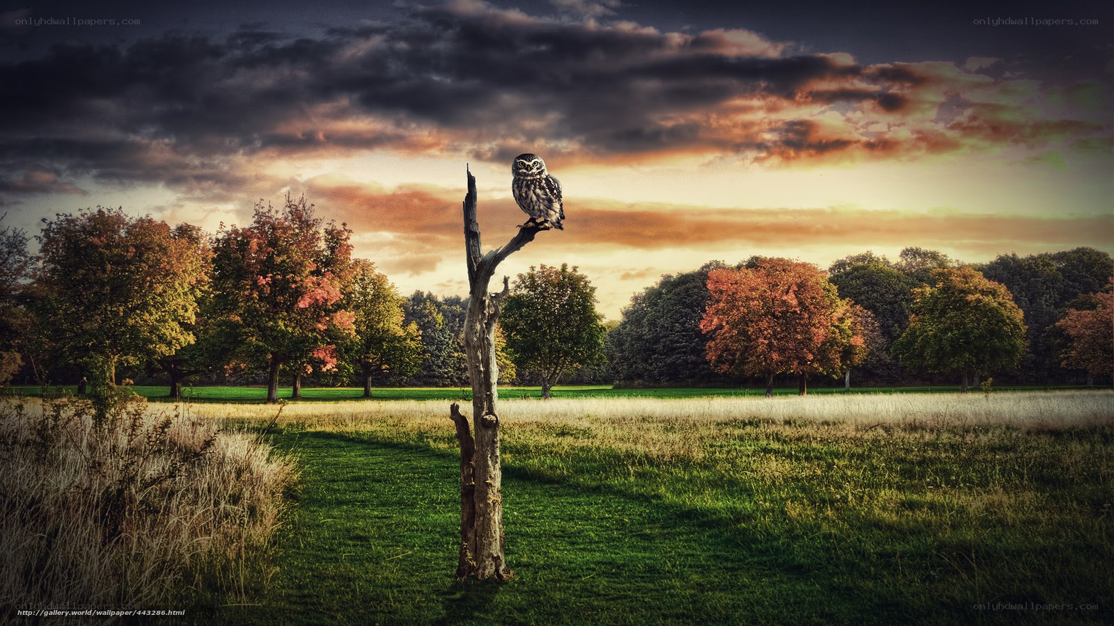 Owl on a tree stump