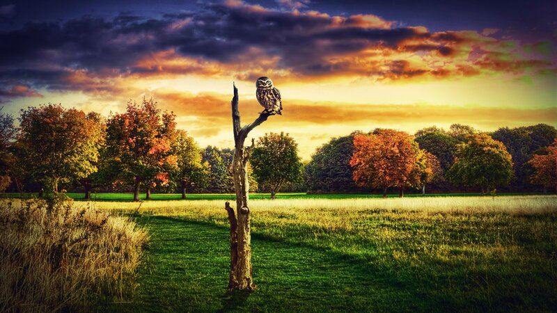 Owl on a Tree Stump — Green