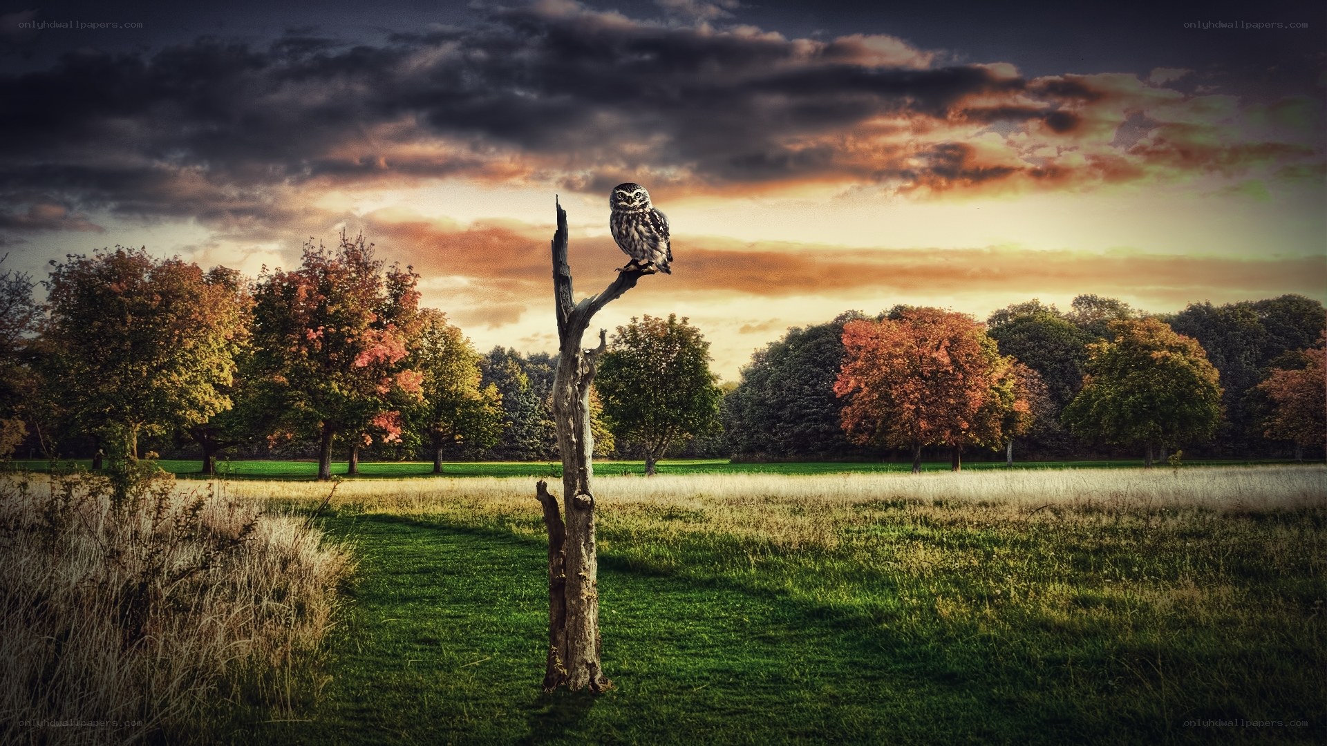 Owl on a tree stump