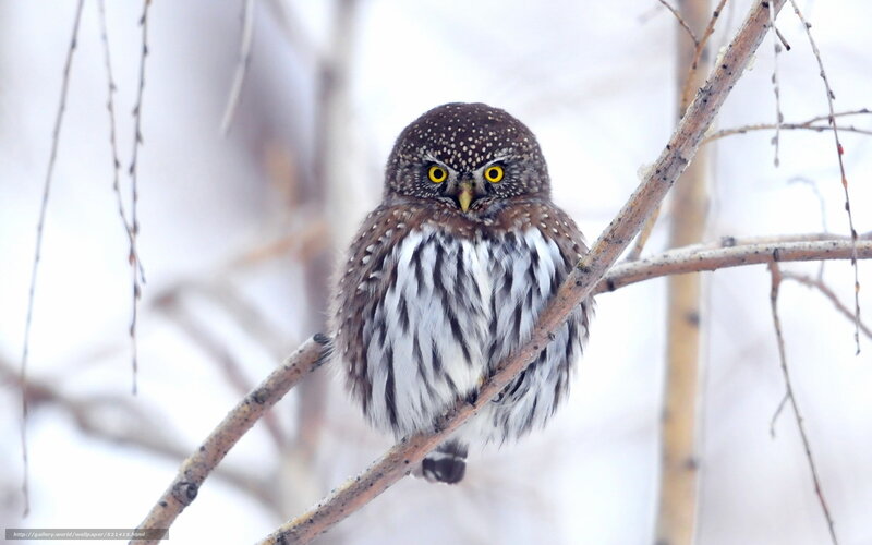Owl on a winter branch