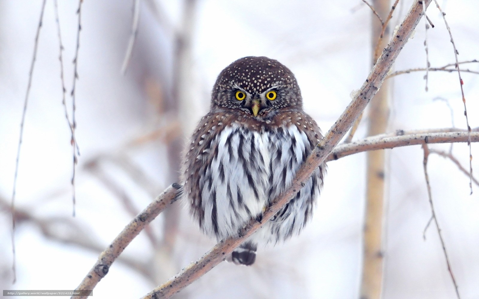 Owl on a winter branch