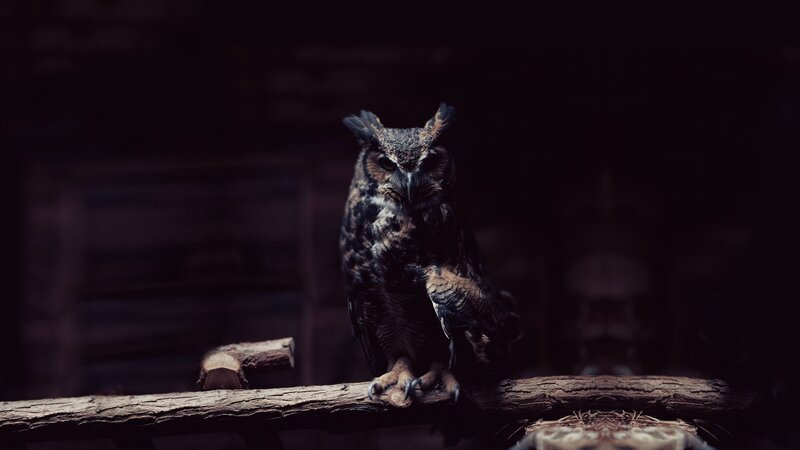 owl on a wooden branch