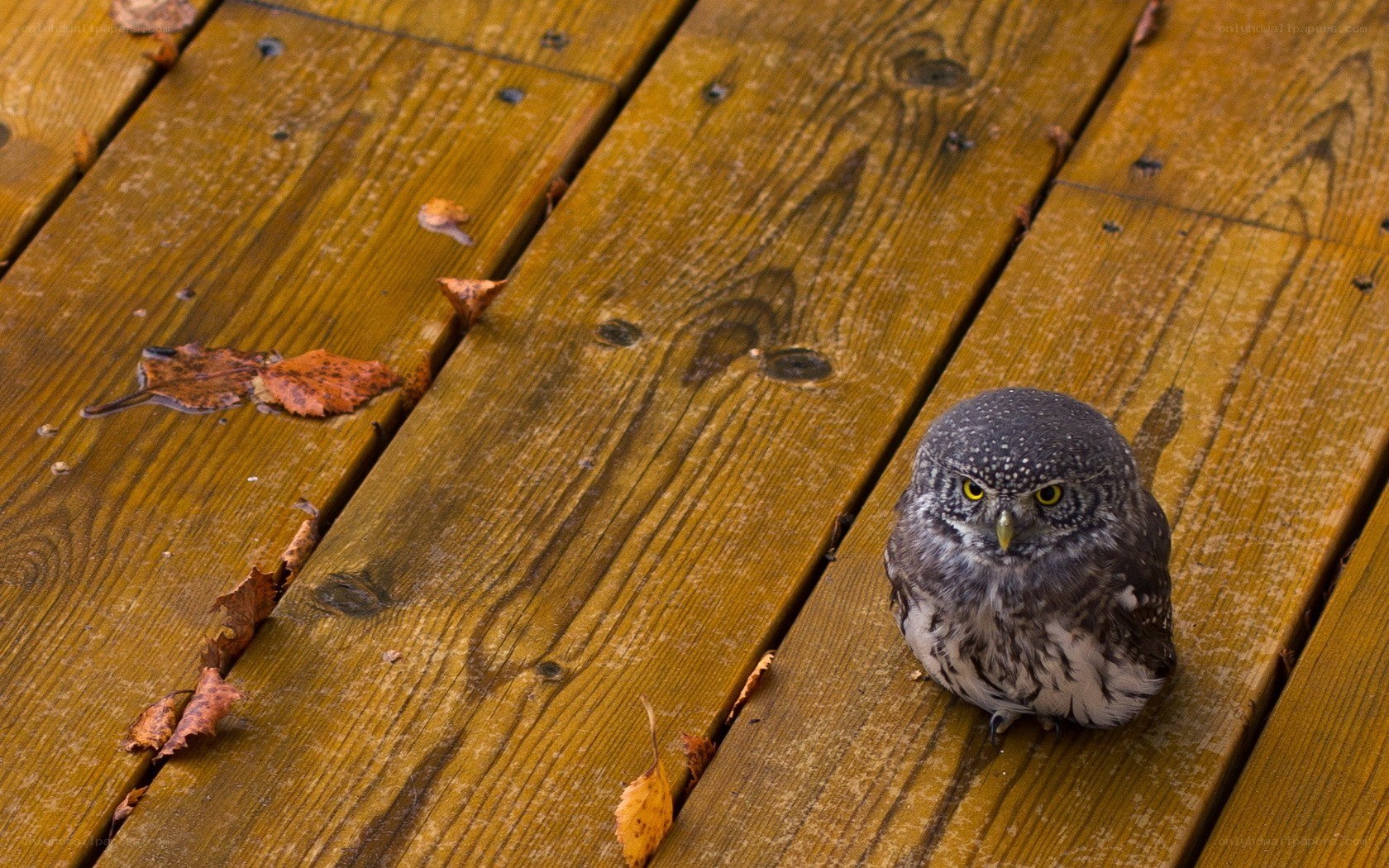 Owl on a wooden deck
