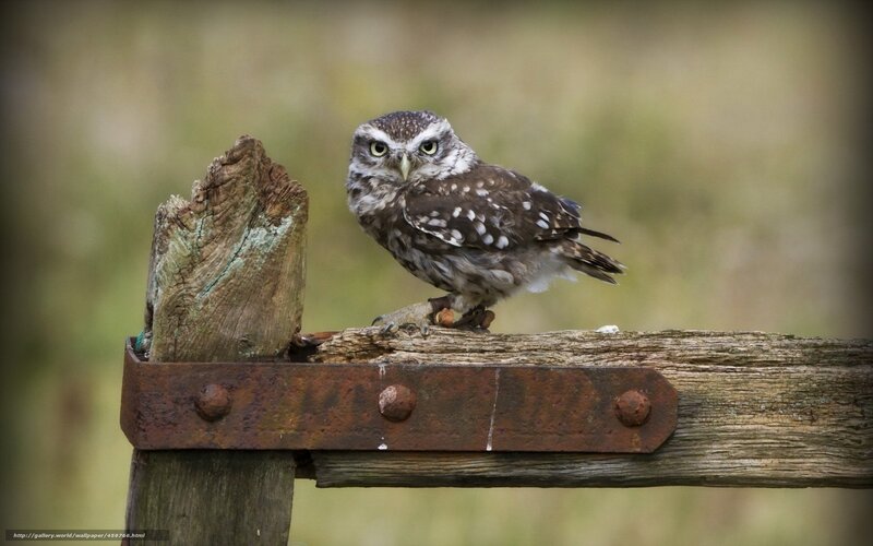 Owl on a wooden fence