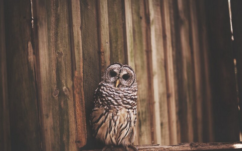 Owl on a wooden fence