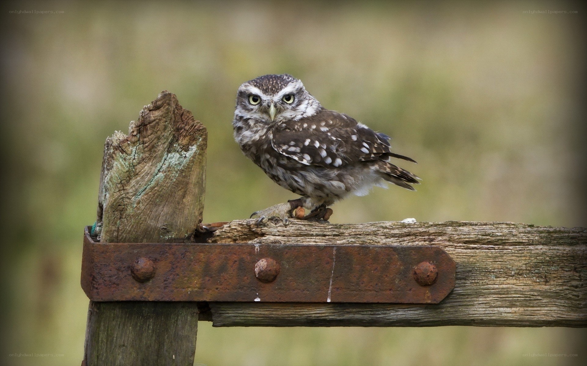 Owl on a wooden fence