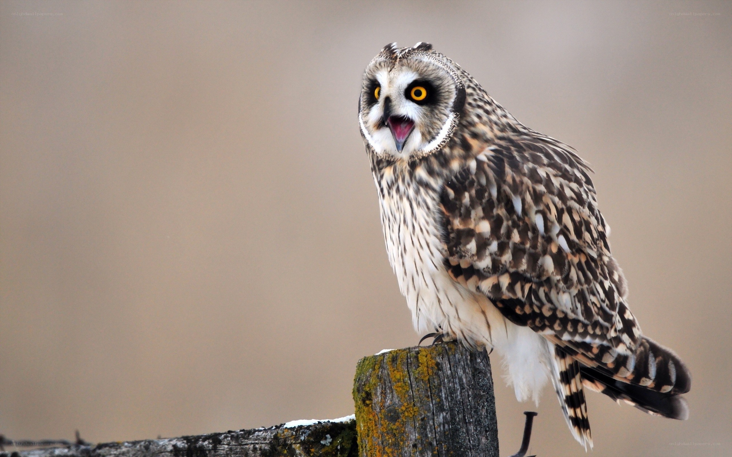 owl on a wooden post