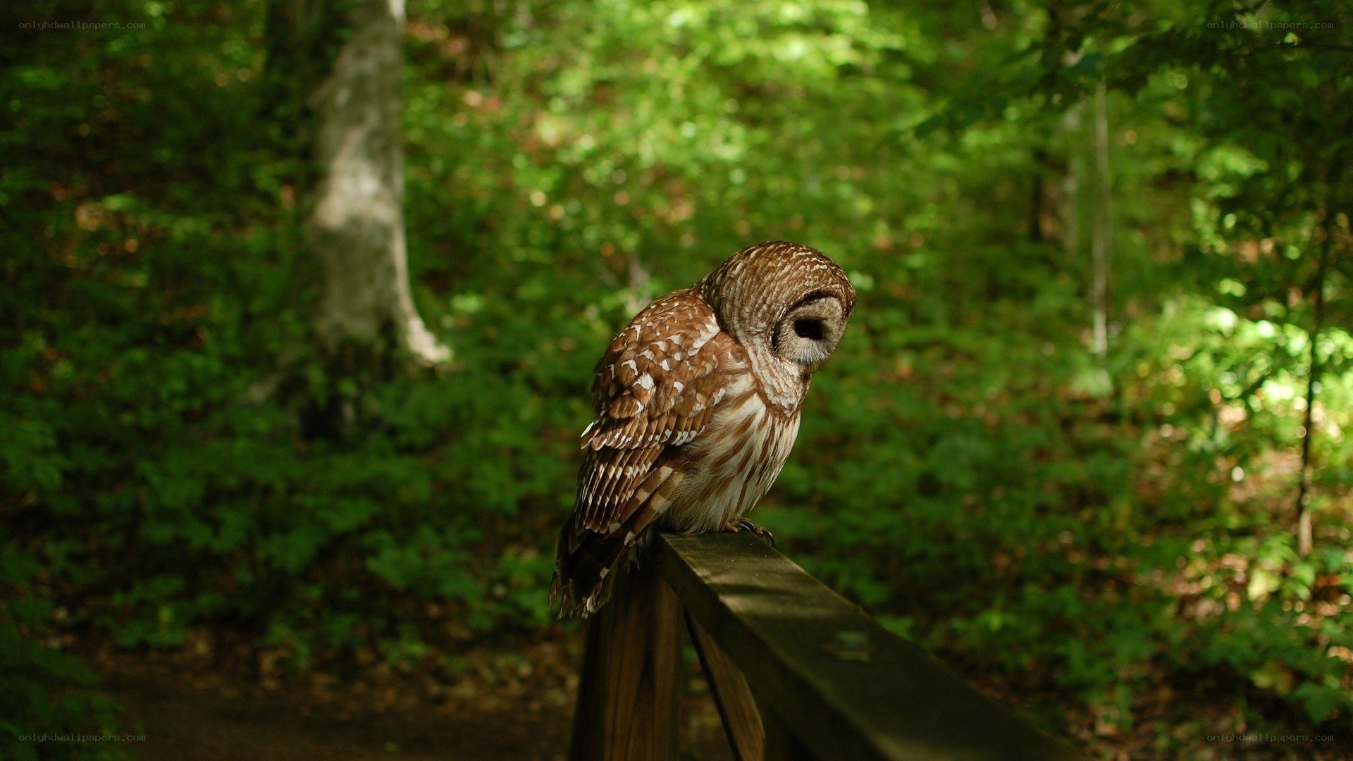 Owl on a wooden railing