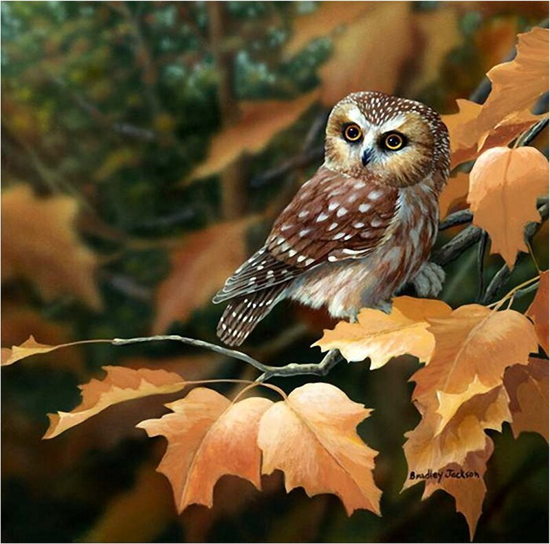 Owl on Autumn Branch