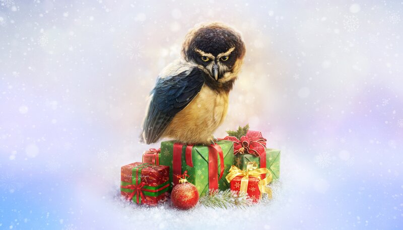 Owl on Gift Boxes