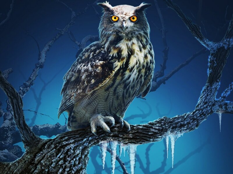 Owl on Icy Branch