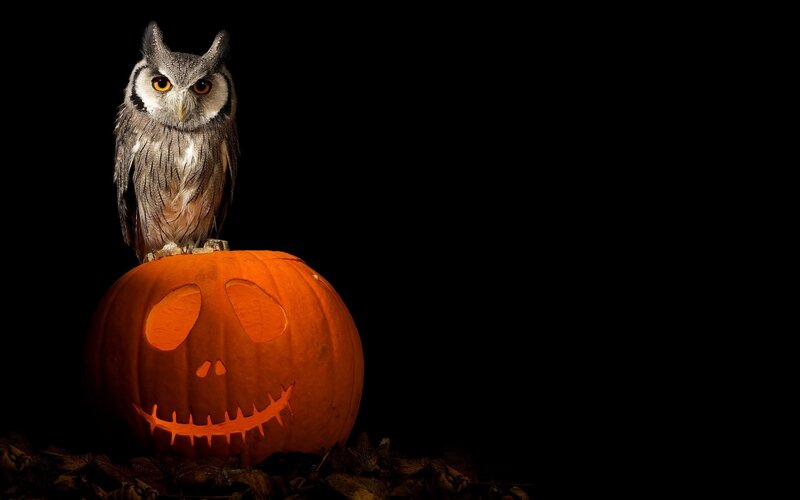 Owl on Jack-o-lantern