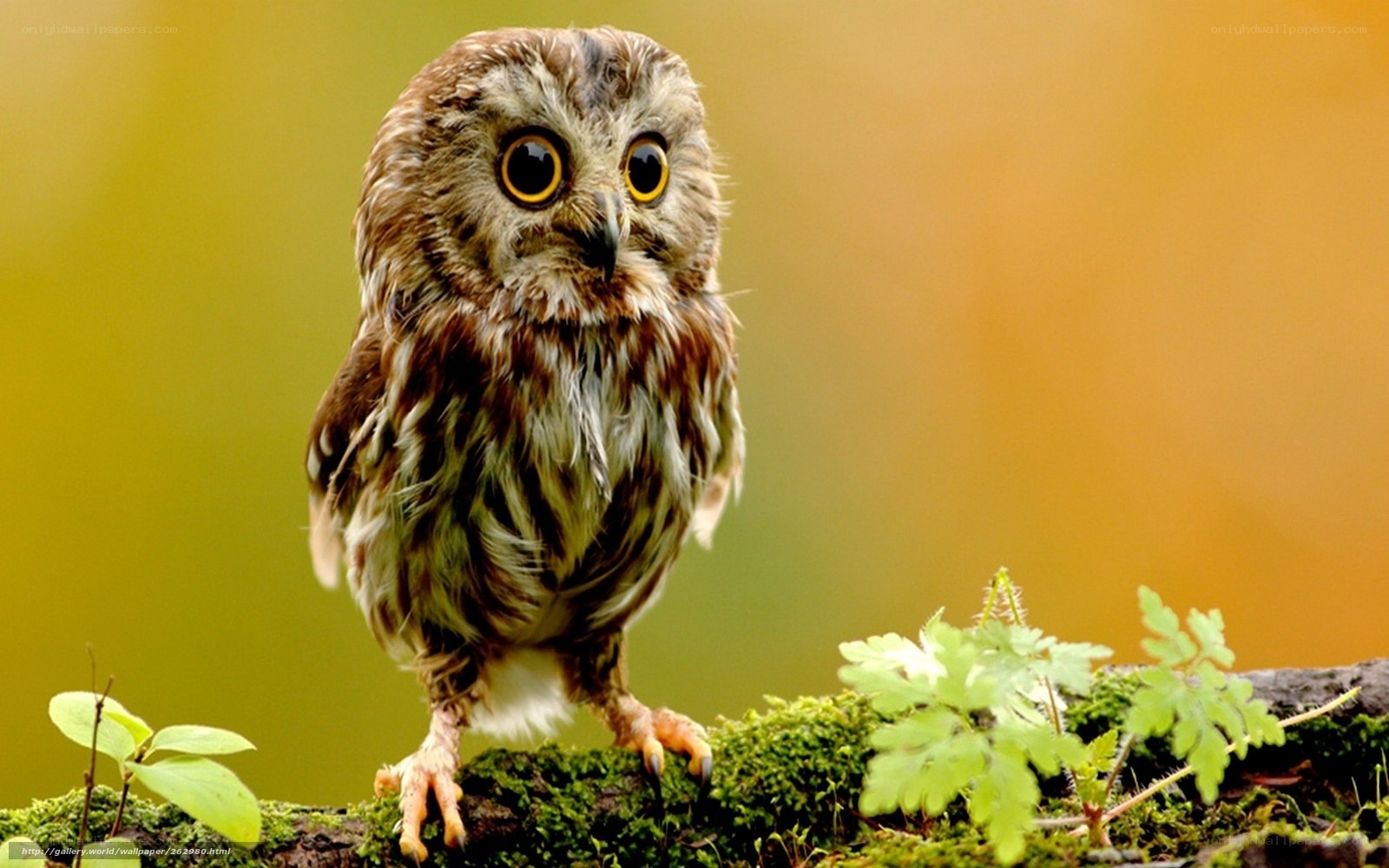 owl on mossy branch
