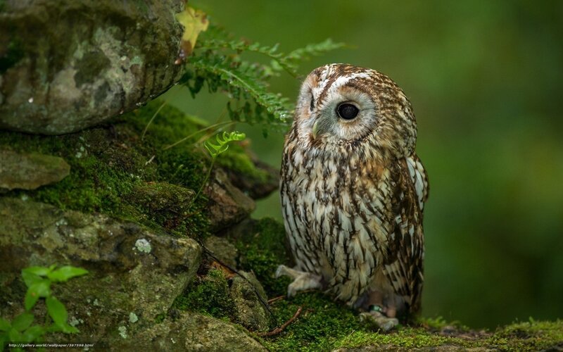 Owl on Mossy Rock — Green