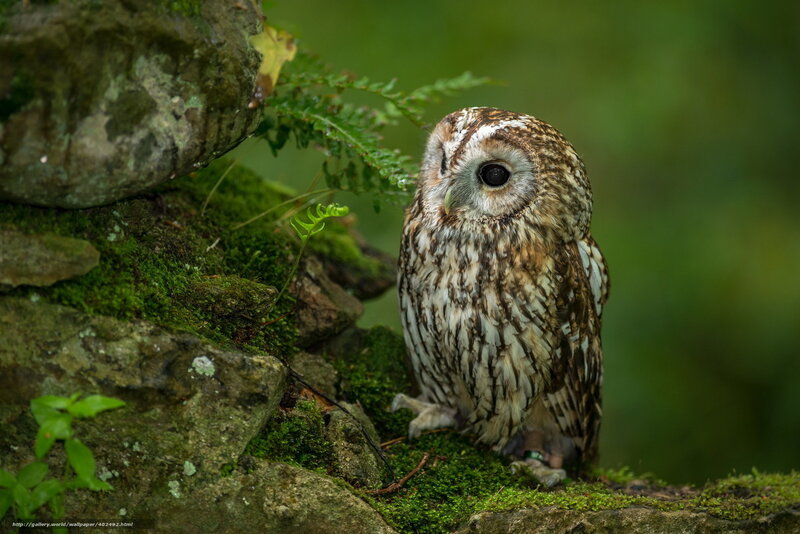 Owl on Mossy Rocks
