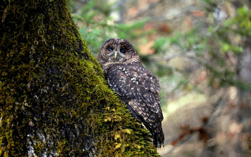 Owl on Mossy Tree