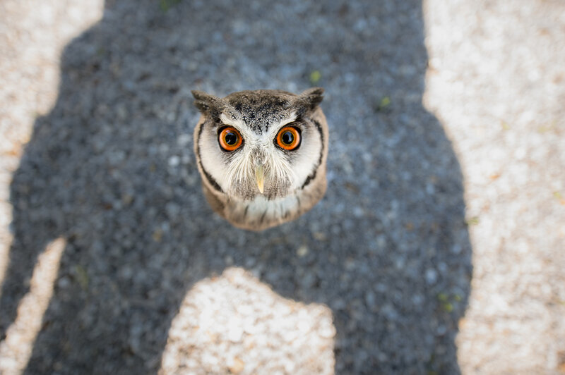 Owl on Pavement