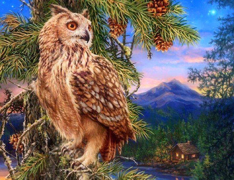 Owl on Pine Branch