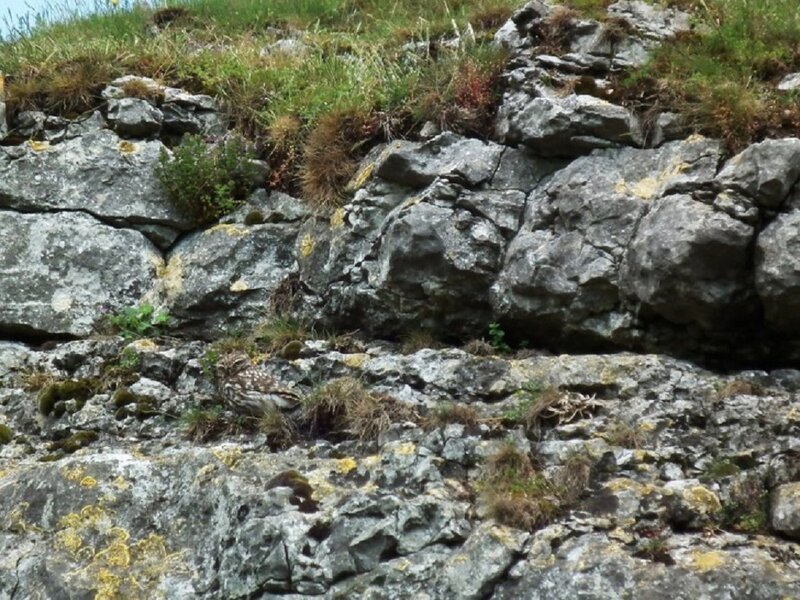 Owl on Rocky Cliff