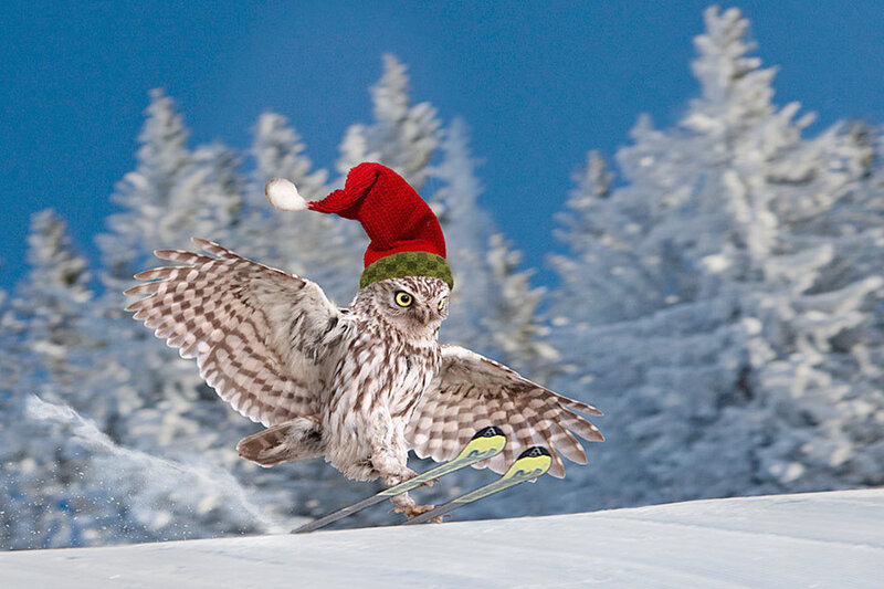 Owl on Skis