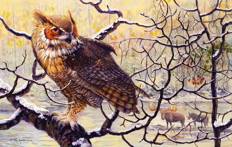 Owl on Snowy Branch — Brown, Serene