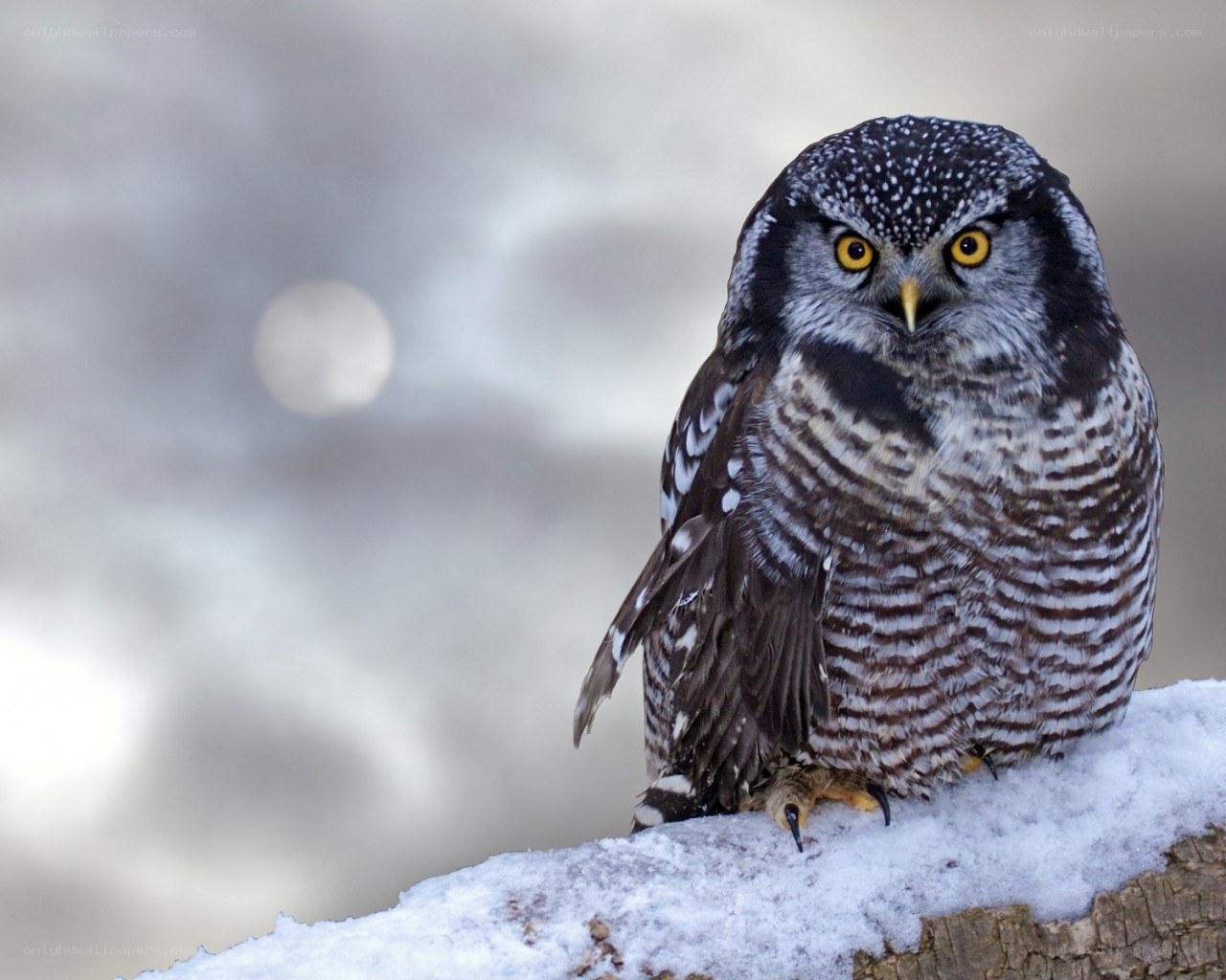 owl on snowy branch