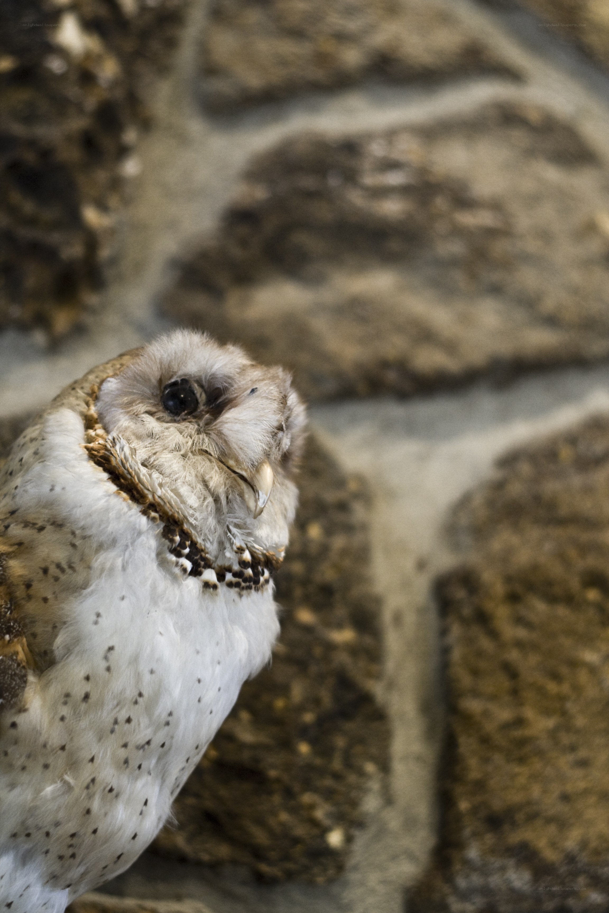 owl on stone wall