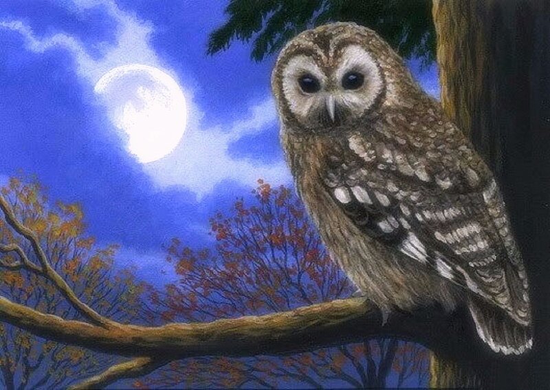 Owl on Tree Branch — Blue, Serene