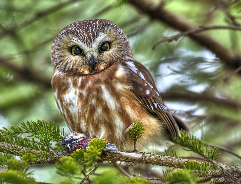 Owl on Tree Branch — Brown, Alert, Photograph
