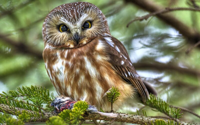 Owl on Tree Branch — Brown, Alert