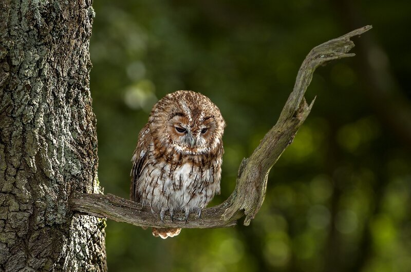 Owl on Tree Branch — Brown, Calm, Afternoon