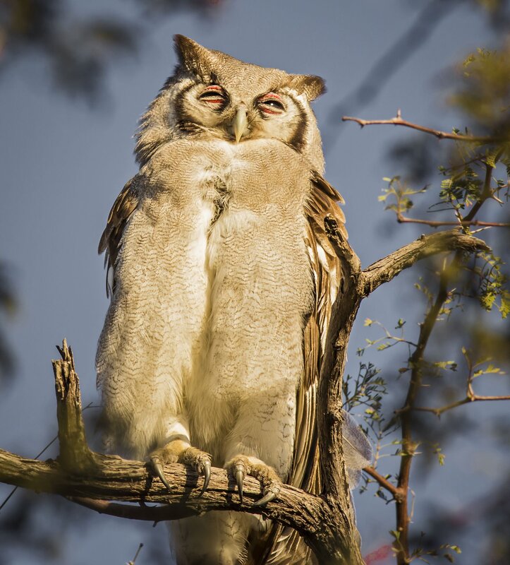 Owl on Tree Branch — Brown, Calm