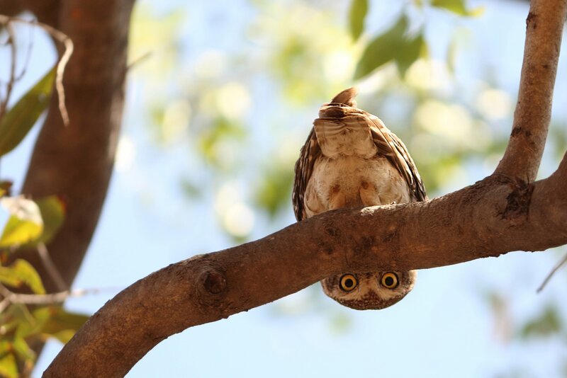 Owl on Tree Branch — Brown, Curious