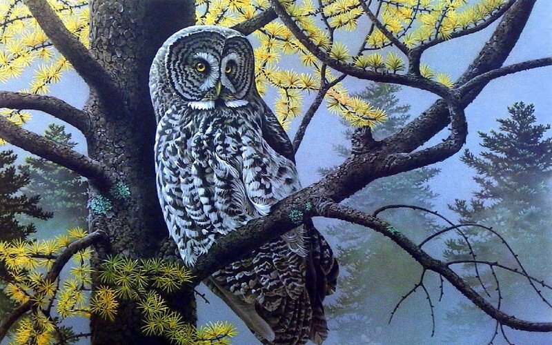 Owl on Tree Branch — Gray, Serene