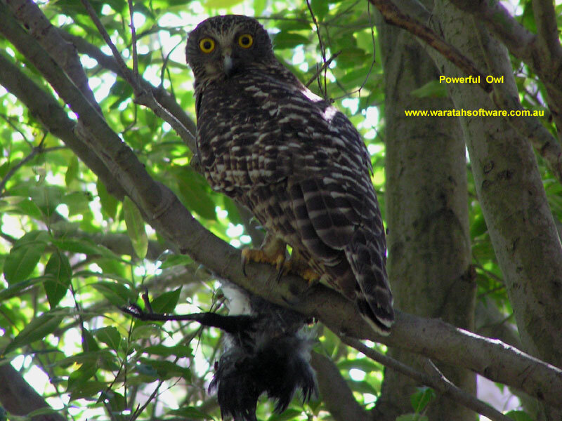 Owl on Tree Branch — Green