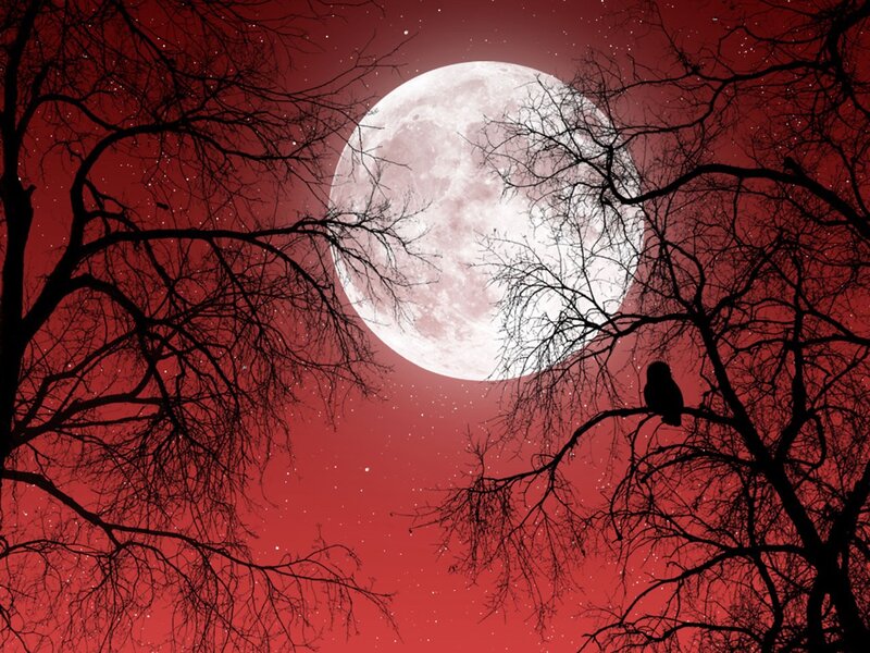 Owl on Tree Branch — Red, Dramatic, Night
